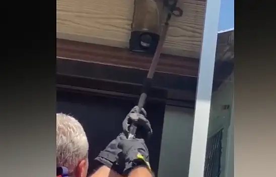 Tavandaki yılan paniğe neden oldu