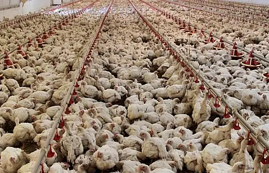 Tavuk eti üretimi azaldı