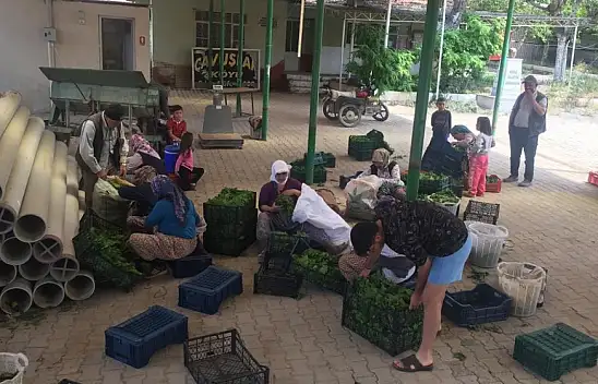 Taze yaprak sezonu açıldı