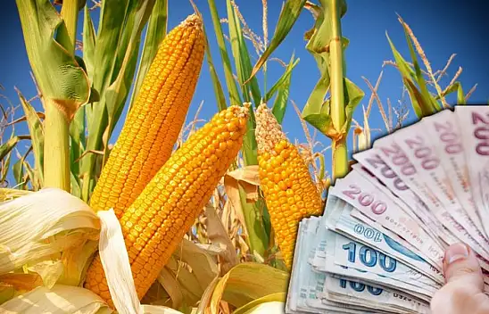 TMO, mısır alım fiyatını açıkladı! Peki ne kadar oldu?