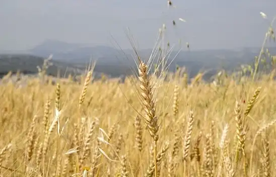 Toprak Mahsulleri Ofisi çiftçiden alacağı hububatın satış fiyatını açıkladı
