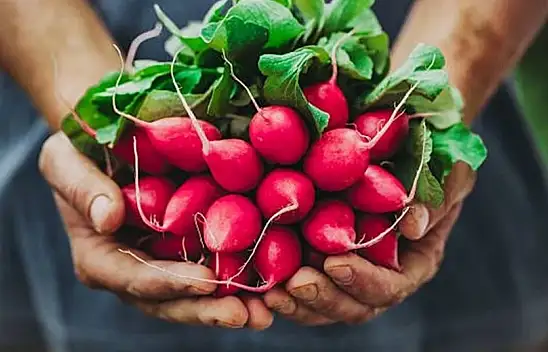 Turpun faydaları nelerdir? Düzenli turp tüketiminin sağlık üzerine etkileri nelerdir?