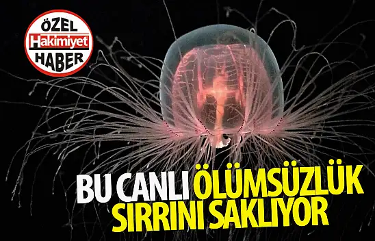 Turritopsis Dohrnii: 'Ölümsüzlük' sırrını saklayan deniz canlısı