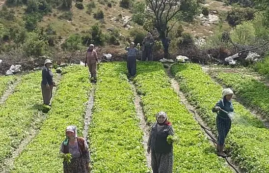 Tütün ekimleri yoğunlaştı