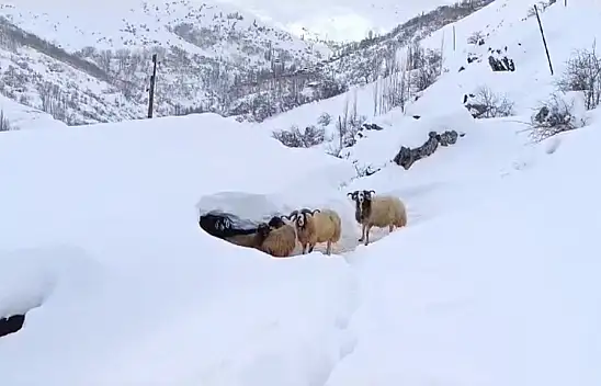 Van'da ev ve ahırlar kara gömüldü!