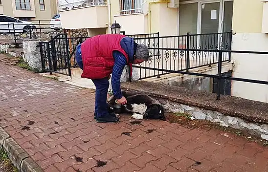 'Vefalı' köpek esnafı duygulandırdı