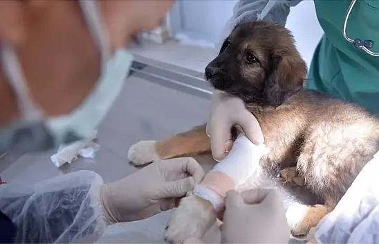 Veteriner hekimlerden uyarı: yaralı hayvanlar hastanede tedavi edilmemeli