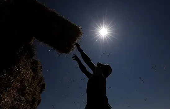 Yaklaşık 900 milyon çiftçi için sıcaklık stresi alarmı