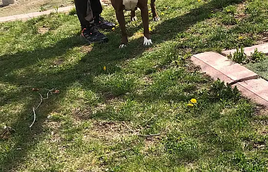 Konya'da yasak ırk köpeğini ağızlıksız gezdirdi, polise yakalandı