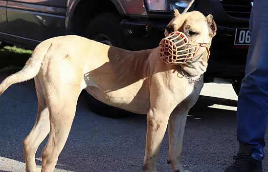 Konya'da yasaklı ırk köpek besleyen kişiye 66 bin 798 lira ceza