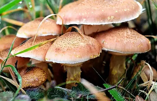 Yediği mantardan zehirlendiği iddia edilen kadın hayatını kaybetti