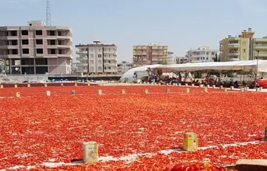 Yemeklerin tadını kaçıracak hasat. Tarladaki fiyatı cep yakıyor…