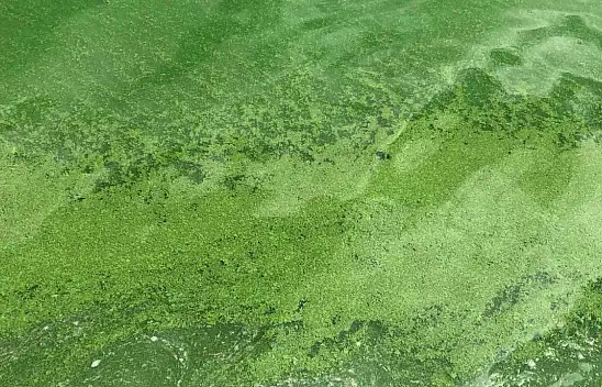 'Yeşil Örtü' vatandaşları tedirgin etti