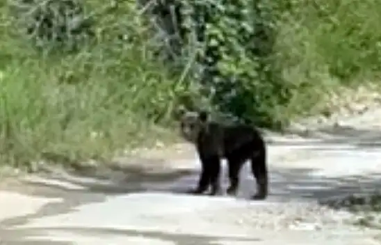 Yolda karşısına çıkan yavru ayıyı cep telefonuyla görüntüledi