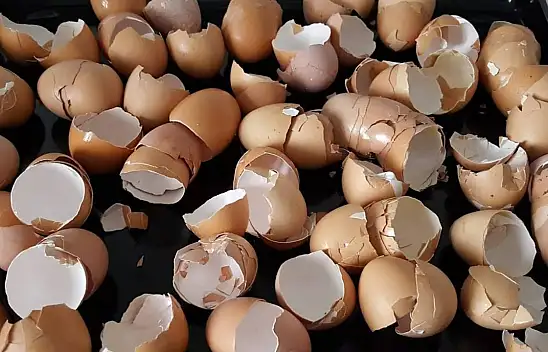 Yumurtayı soyduk kabuğunu çöpe attık! Diş ve saç için az bilinen faydası ortaya çıktı.