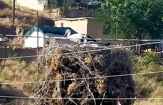 Yuvasından düşen leylek elektrik kesilerek yerine bırakıldı