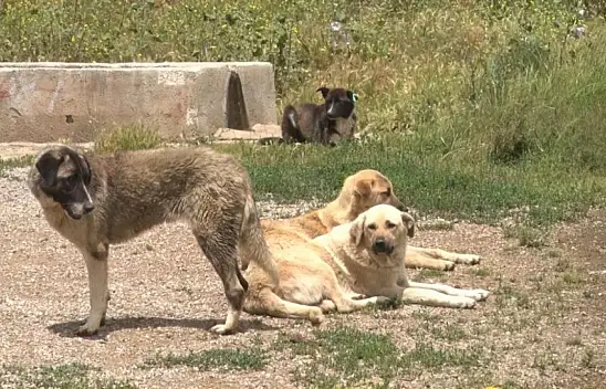 Yüzlerce başıboş köpek açlıktan birbirlerini yemeye başladı