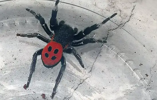 Zehirli uğur böceğine dikkat