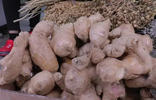 Zencefil yaz nezlesine iyi geliyor