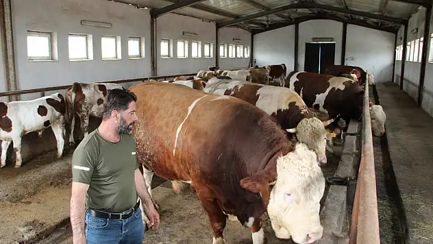 1,5 tonluk Tosun Paşa'ya 450 bin TL fiyat biçtiler!