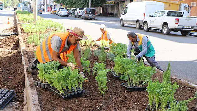 10 bin mevsimlik kadife çiçeği dikildi