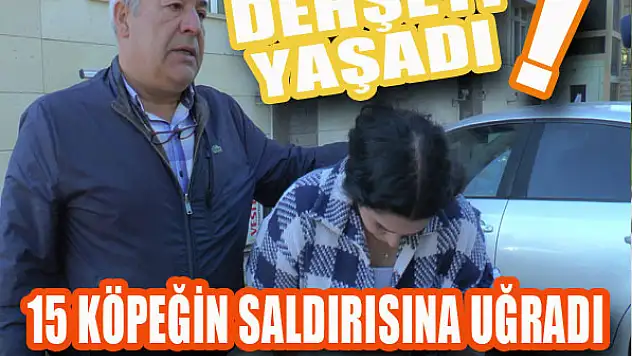 15 köpeğin saldırısına uğradı