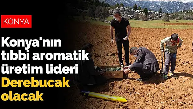 Konya'nın tıbbi aromatik üretim lideri Derebucak olacak