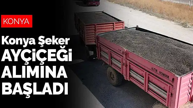 Konya Şeker ayçiçeği alımına başladı