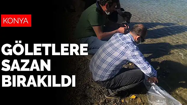 Konya'da göletlere sazan balığı bırakıldı