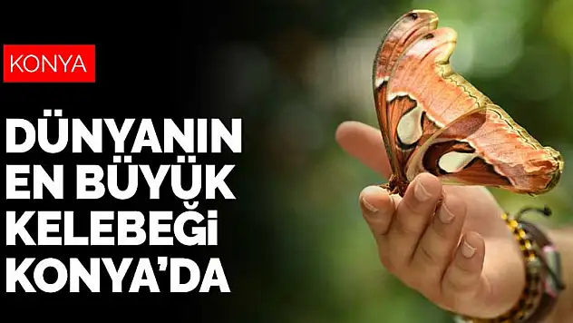 Dünyanın en büyük kelebeği Atlas Konya'da