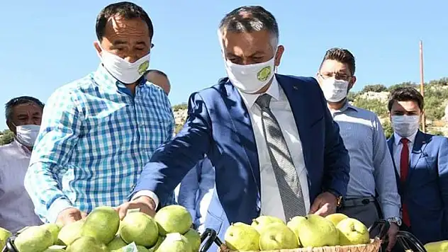 Koronavirüs salgınının yıldızı Antalya'da yeni ürün hasadı başladı! Vali Yazıcı da elleriyle topladı