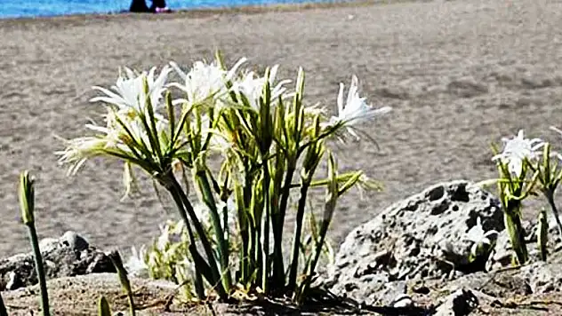 Koronavirüs sınavını iyi götüren ve turizm sezonunu kapatmaya hazırlanan Antalya'da sahiller onlarla süslendi