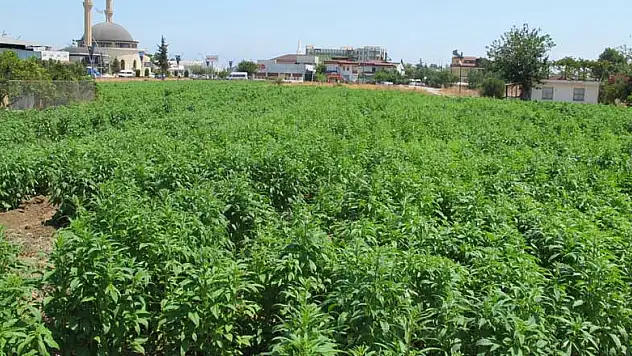 Koronavirüsten ekonomik olarak kötü etkilenen turizm kenti Antalya tarıma ağırlık verdi