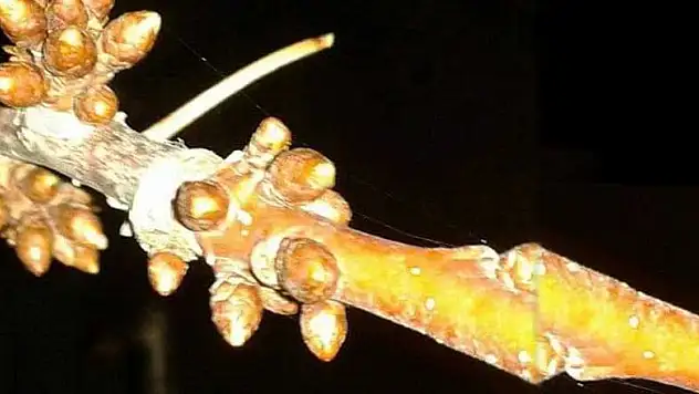 Konya'ya bir haller oldu! Mevsimler şaştı