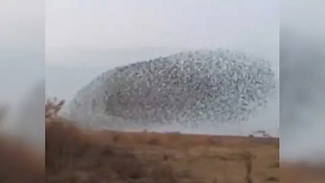 Konya'da sığırcıkların dansı güzel görüntüler oluşturdu