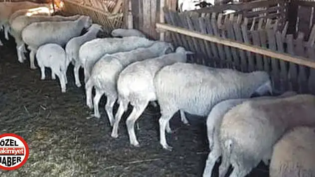 Konya Hadim'de hayvan hırsızlığı