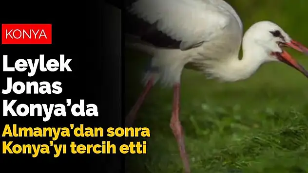 Leylek Jonas gününü Konya'da geçirdi