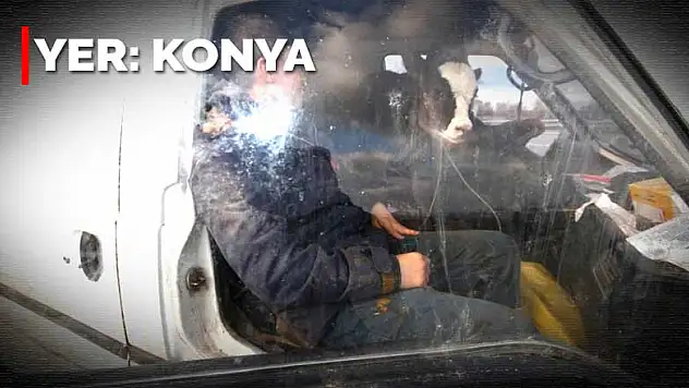 Sadece filmlerde görebileceğiniz bu kare Konya'da çekildi! Yolcu koltuğunda buzağı!