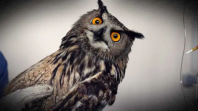 Avcıların vurduğu, uçma yetisini kaybeden puhu kuşuna özel bakım