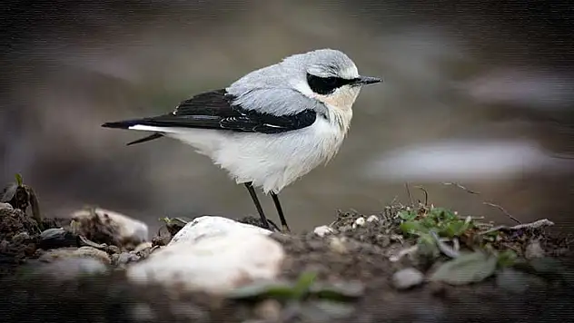 Konya'nın soğuğu kuşlara zor anlar yaşattı