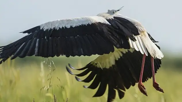 Sosyal medyada ilgi odağı olan Klippi Bursa'da görüntülendi! Klippi'nin rotasında Konya da var