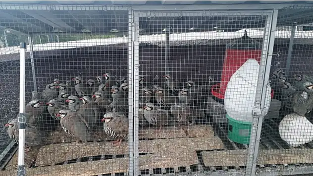 Konya'da izinsiz keklik bulunduran şahsa 61 bin lira ceza