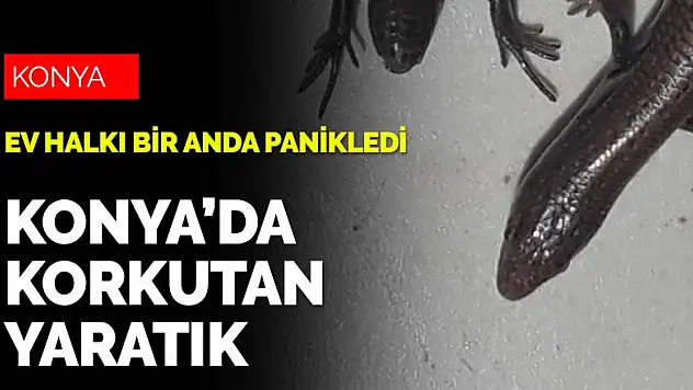 Konya'da korkutan yaratık! Yılan mı kertentele mi?