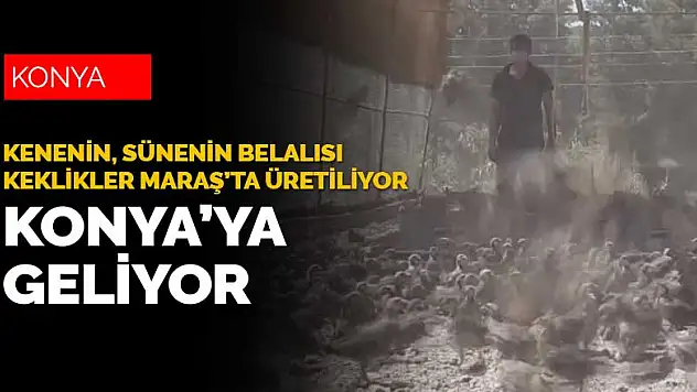 Konya'daki tarlaların bekçileri Kahramanmaraş'tan