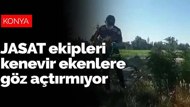 Konya JASAT, yasa dışı kenevir ekenlere göz açtırmıyor