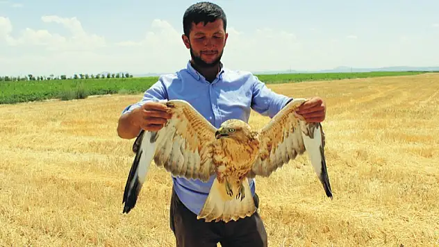 Karapanır'da yaralı kartalı çoban kurtardı