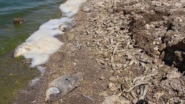Konya'da kuraklık balık ölümlerine neden oldu