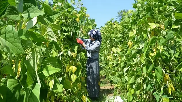 Bu fasulye Türkiye'de tek