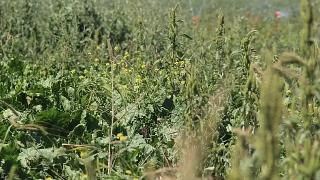 Konya Ovası'nda pancar üretiminde sevindiren haber