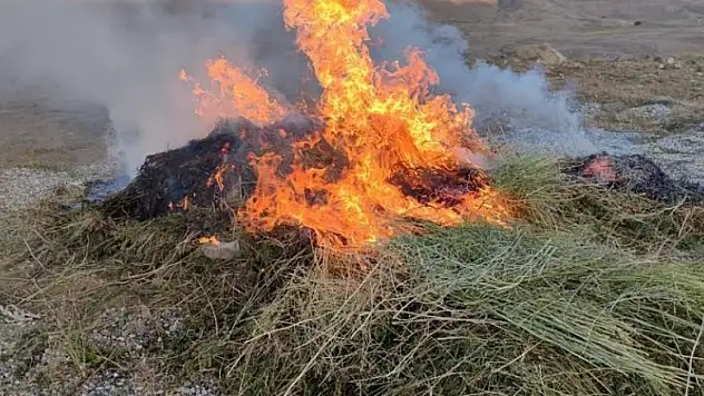 Van'da 1 milyon 700 bin kök hint keneviri ele geçirildi